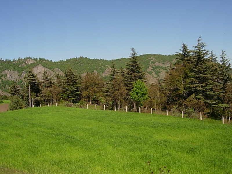 Lübnan Sedirleri