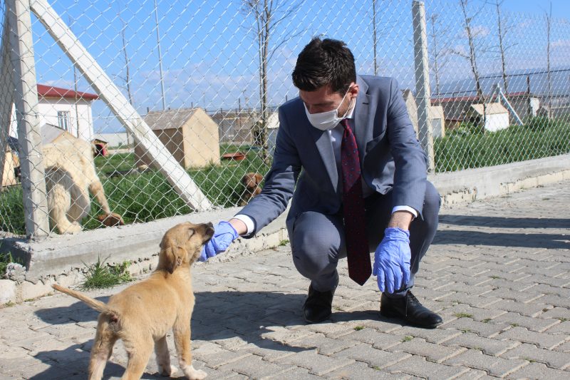 Hayvan Barınağı